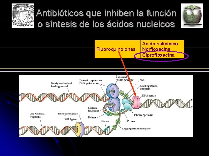 Antibióticos que inhiben la función o síntesis de los ácidos nucleicos Fluoroquinolonas Ácido nalidíxico