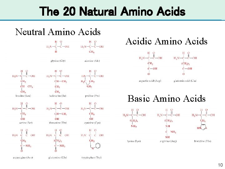 The 20 Natural Amino Acids Neutral Amino Acids Acidic Amino Acids Basic Amino Acids
