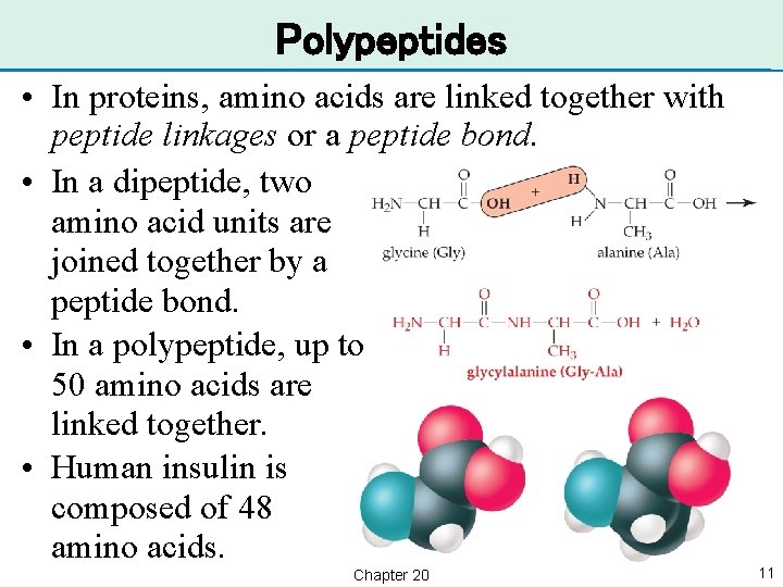 Polypeptides • In proteins, amino acids are linked together with peptide linkages or a