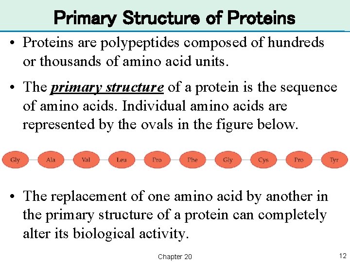 Primary Structure of Proteins • Proteins are polypeptides composed of hundreds or thousands of