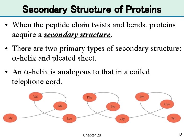 Secondary Structure of Proteins • When the peptide chain twists and bends, proteins acquire