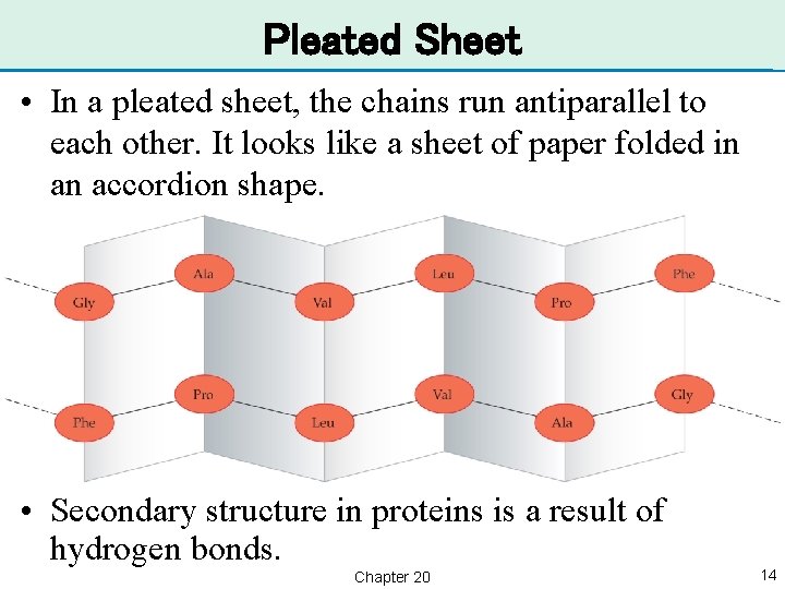 Pleated Sheet • In a pleated sheet, the chains run antiparallel to each other.