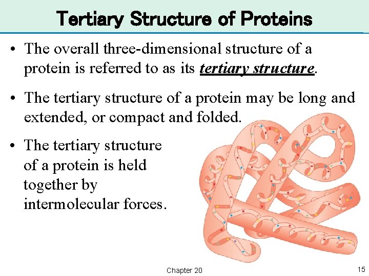 Tertiary Structure of Proteins • The overall three-dimensional structure of a protein is referred