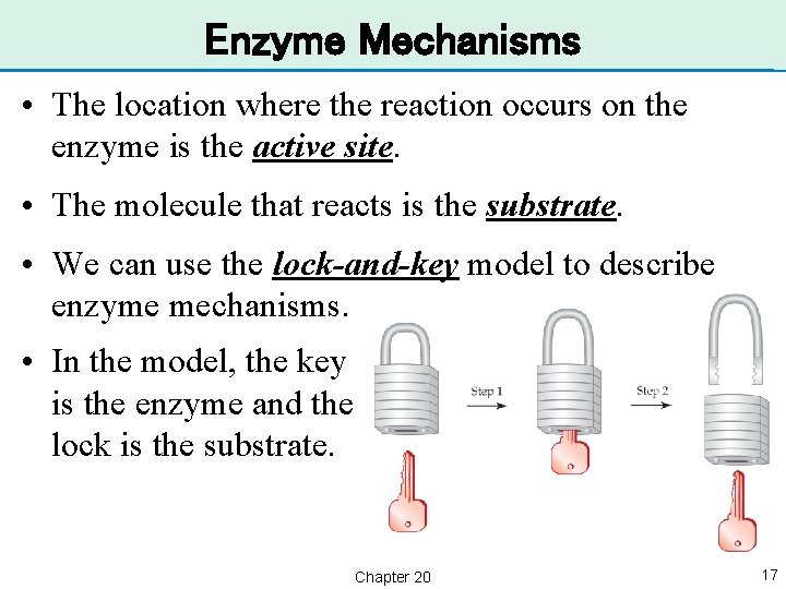 Enzyme Mechanisms • The location where the reaction occurs on the enzyme is the