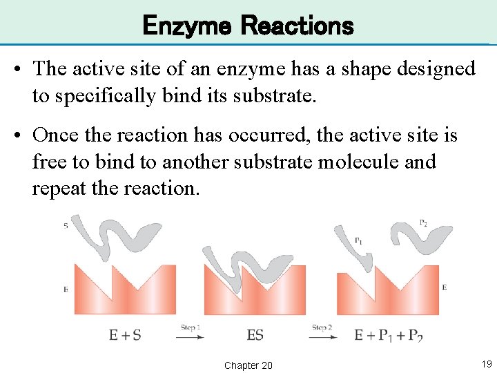 Enzyme Reactions • The active site of an enzyme has a shape designed to