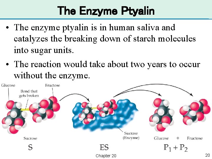 The Enzyme Ptyalin • The enzyme ptyalin is in human saliva and catalyzes the