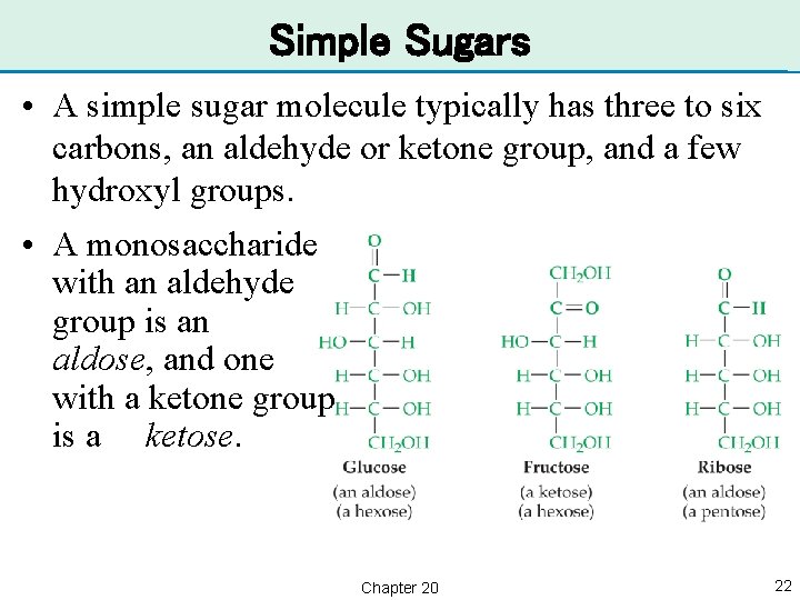 Simple Sugars • A simple sugar molecule typically has three to six carbons, an