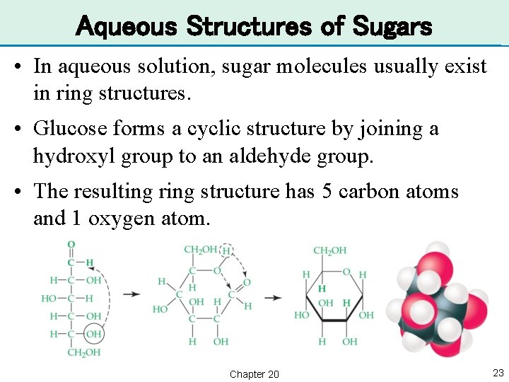 Aqueous Structures of Sugars • In aqueous solution, sugar molecules usually exist in ring