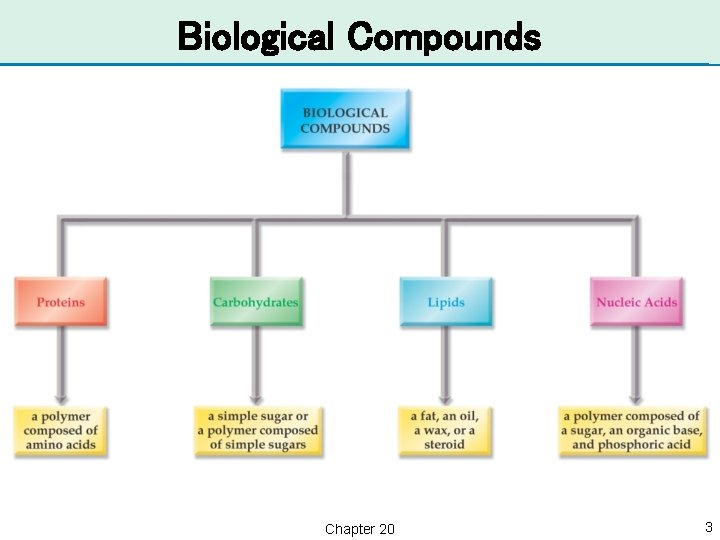 Biological Compounds Chapter 20 3 