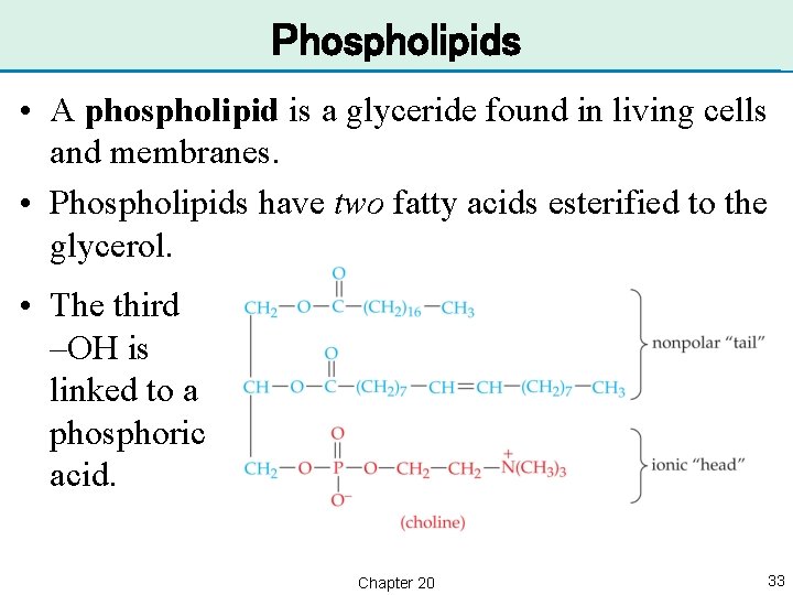 Phospholipids • A phospholipid is a glyceride found in living cells and membranes. •