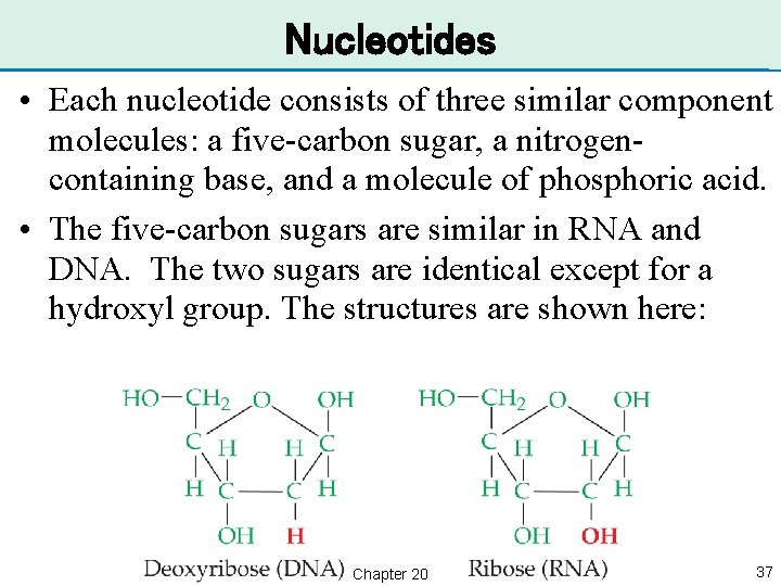 Nucleotides • Each nucleotide consists of three similar component molecules: a five-carbon sugar, a