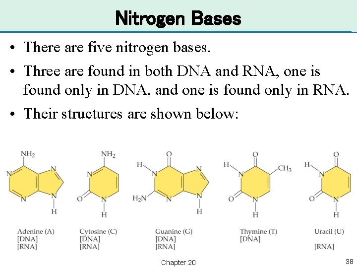 Nitrogen Bases • There are five nitrogen bases. • Three are found in both