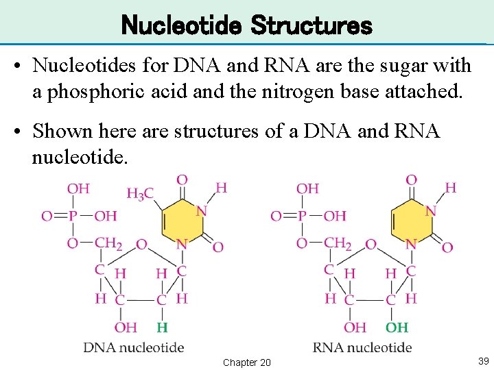 Nucleotide Structures • Nucleotides for DNA and RNA are the sugar with a phosphoric