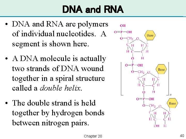 DNA and RNA • DNA and RNA are polymers of individual nucleotides. A segment