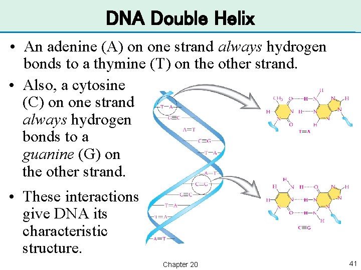 DNA Double Helix • An adenine (A) on one strand always hydrogen bonds to