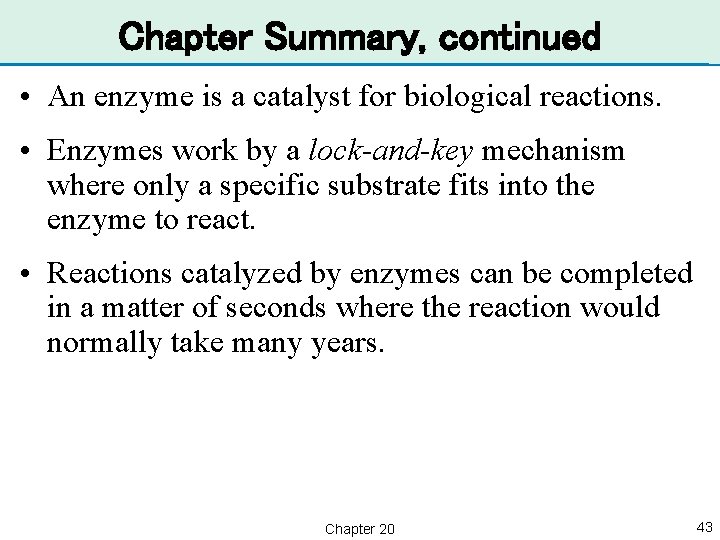 Chapter Summary, continued • An enzyme is a catalyst for biological reactions. • Enzymes