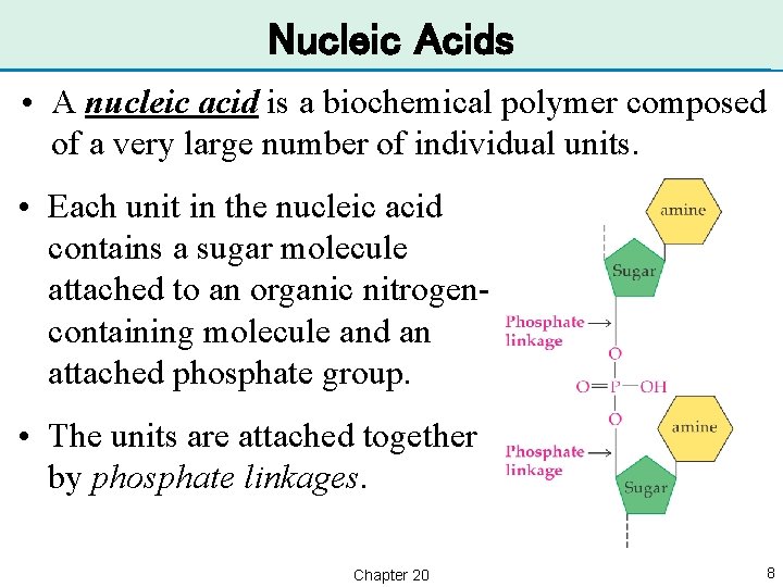 Nucleic Acids • A nucleic acid is a biochemical polymer composed of a very