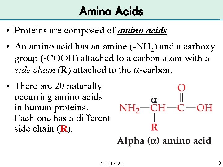 Amino Acids • Proteins are composed of amino acids. • An amino acid has