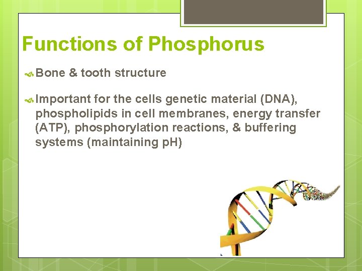 Functions of Phosphorus Bone & tooth structure Important for the cells genetic material (DNA),