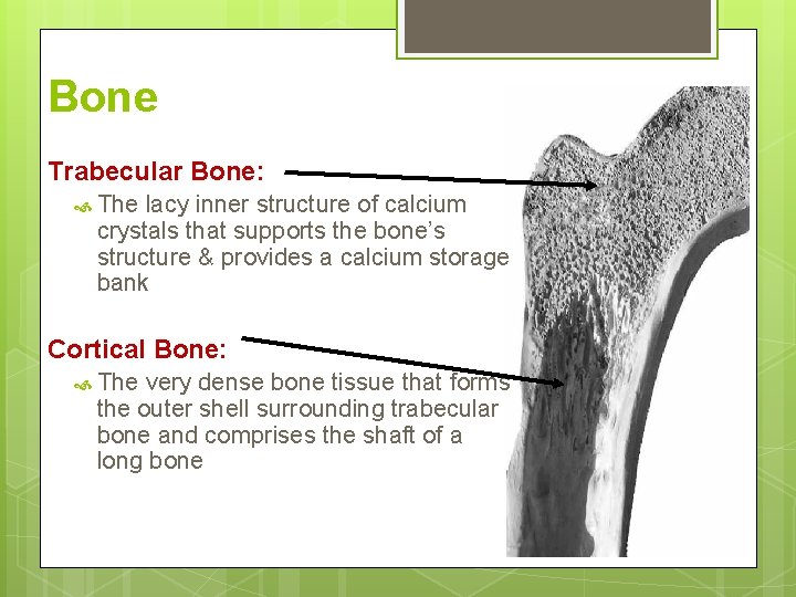 Bone Trabecular Bone: The lacy inner structure of calcium crystals that supports the bone’s