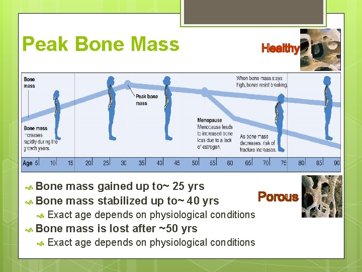 Peak Bone Mass Bone mass gained up to~ 25 yrs Bone mass stabilized up