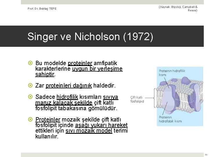 Prof. Dr. Bektaş TEPE (Kaynak: Biyoloji, Campbell & Reece) Singer ve Nicholson (1972) Bu