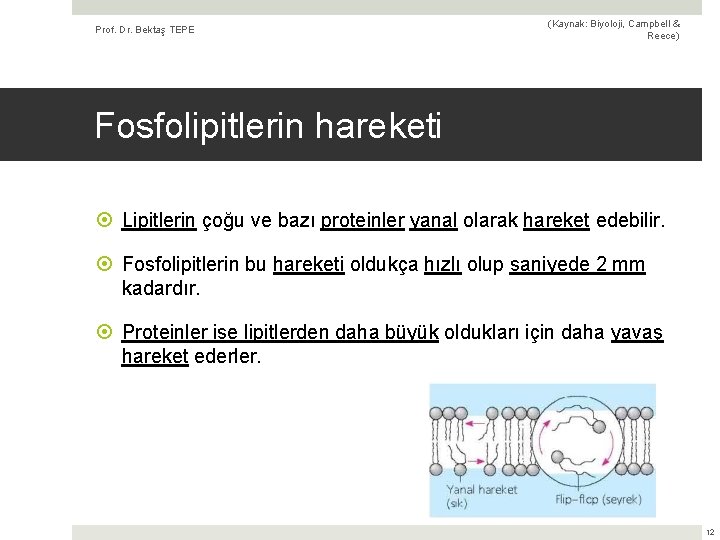 Prof. Dr. Bektaş TEPE (Kaynak: Biyoloji, Campbell & Reece) Fosfolipitlerin hareketi Lipitlerin çoğu ve