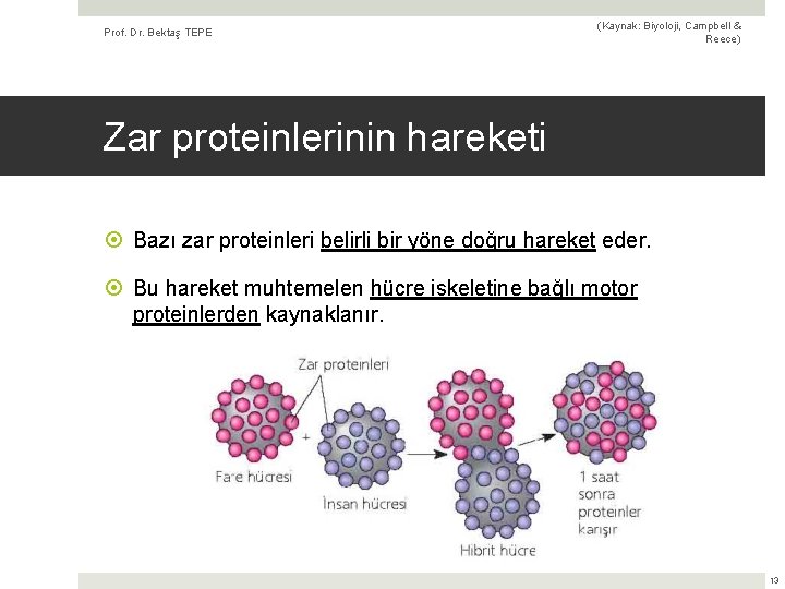 Prof. Dr. Bektaş TEPE (Kaynak: Biyoloji, Campbell & Reece) Zar proteinlerinin hareketi Bazı zar