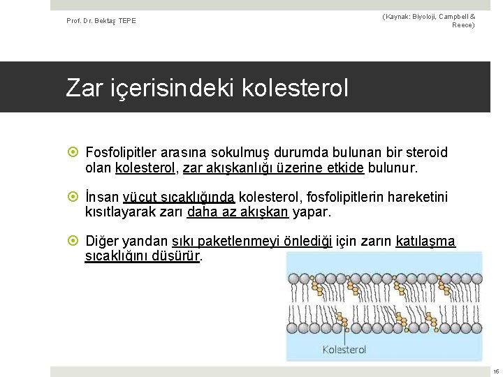 Prof. Dr. Bektaş TEPE (Kaynak: Biyoloji, Campbell & Reece) Zar içerisindeki kolesterol Fosfolipitler arasına