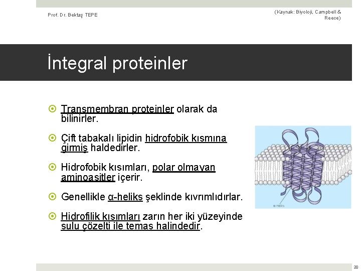 Prof. Dr. Bektaş TEPE (Kaynak: Biyoloji, Campbell & Reece) İntegral proteinler Transmembran proteinler olarak