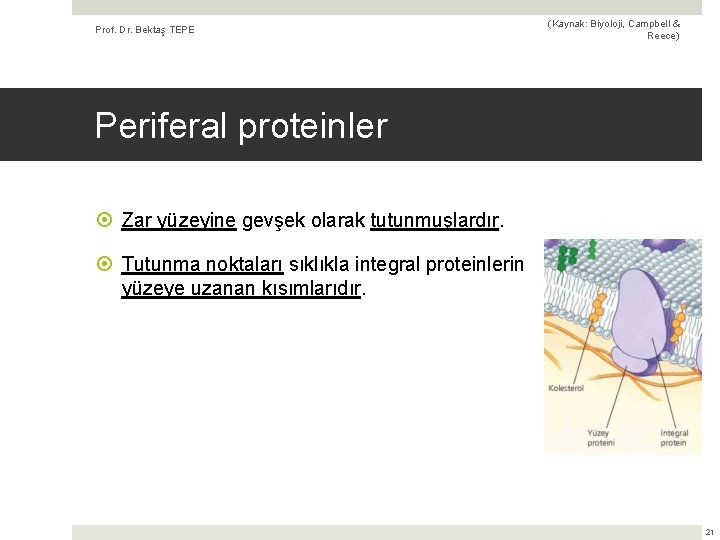 Prof. Dr. Bektaş TEPE (Kaynak: Biyoloji, Campbell & Reece) Periferal proteinler Zar yüzeyine gevşek