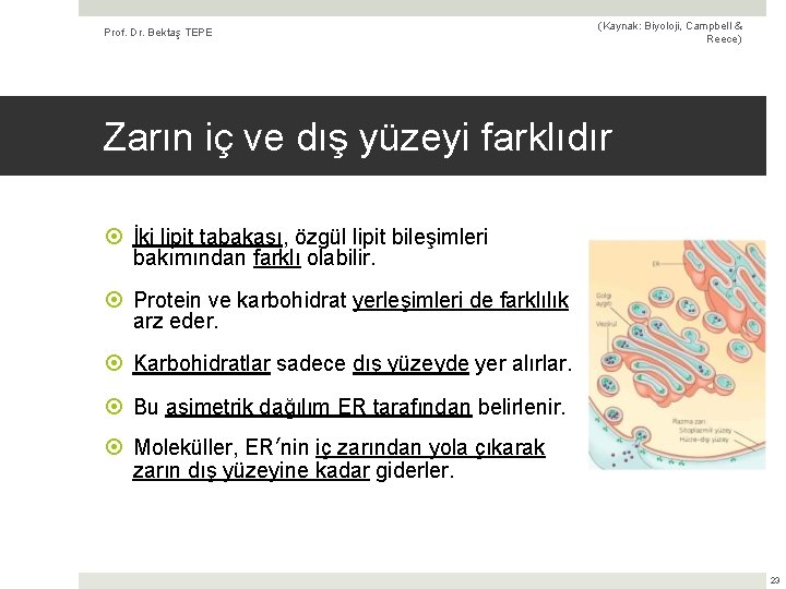 Prof. Dr. Bektaş TEPE (Kaynak: Biyoloji, Campbell & Reece) Zarın iç ve dış yüzeyi