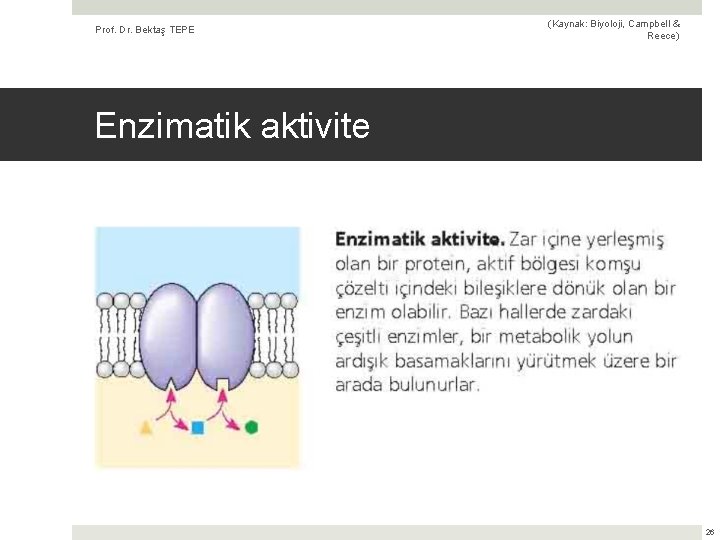 Prof. Dr. Bektaş TEPE (Kaynak: Biyoloji, Campbell & Reece) Enzimatik aktivite 26 