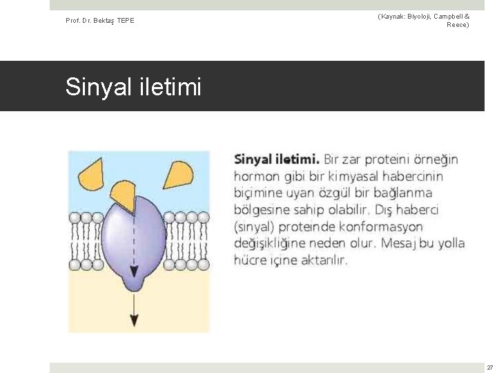 Prof. Dr. Bektaş TEPE (Kaynak: Biyoloji, Campbell & Reece) Sinyal iletimi 27 