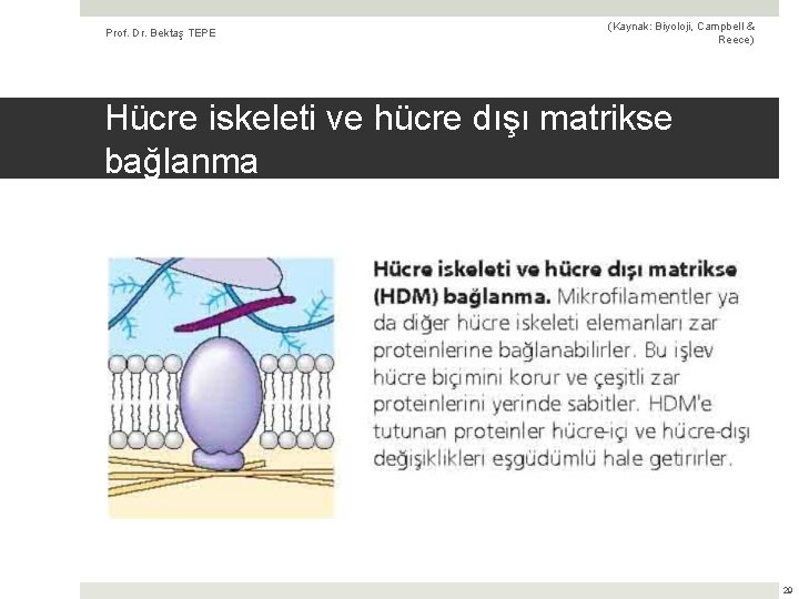 Prof. Dr. Bektaş TEPE (Kaynak: Biyoloji, Campbell & Reece) Hücre iskeleti ve hücre dışı