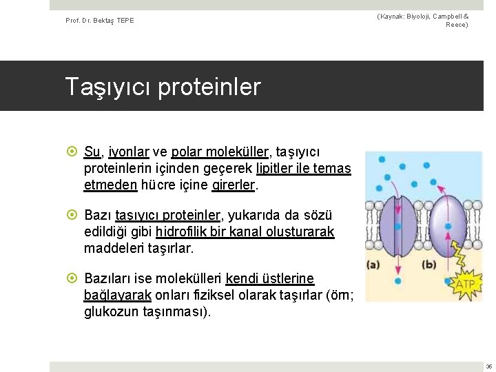 Prof. Dr. Bektaş TEPE (Kaynak: Biyoloji, Campbell & Reece) Taşıyıcı proteinler Su, iyonlar ve