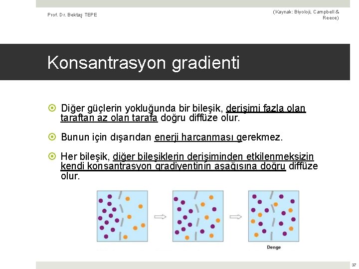 Prof. Dr. Bektaş TEPE (Kaynak: Biyoloji, Campbell & Reece) Konsantrasyon gradienti Diğer güçlerin yokluğunda