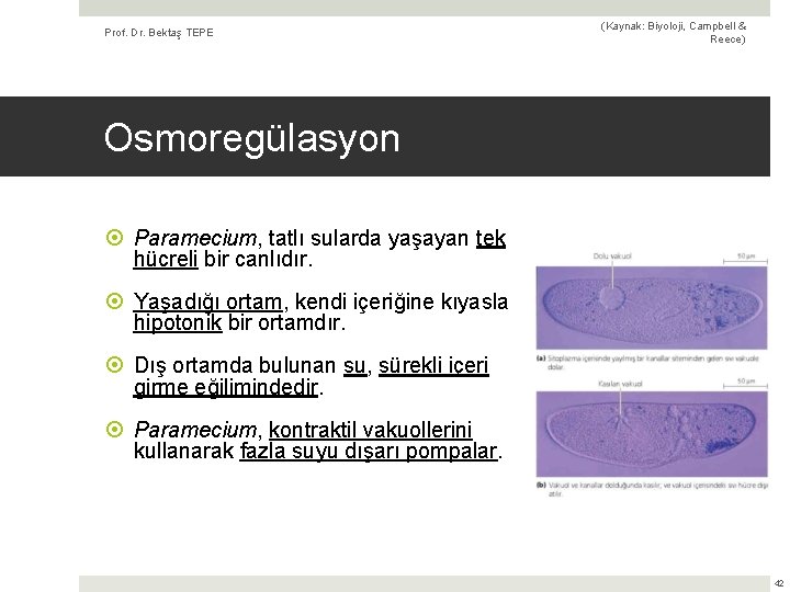 Prof. Dr. Bektaş TEPE (Kaynak: Biyoloji, Campbell & Reece) Osmoregülasyon Paramecium, tatlı sularda yaşayan