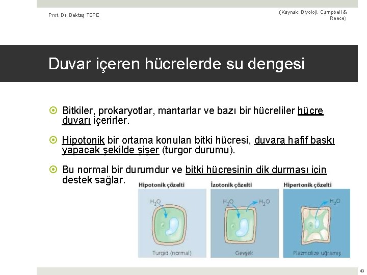 Prof. Dr. Bektaş TEPE (Kaynak: Biyoloji, Campbell & Reece) Duvar içeren hücrelerde su dengesi