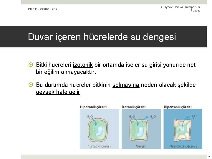 Prof. Dr. Bektaş TEPE (Kaynak: Biyoloji, Campbell & Reece) Duvar içeren hücrelerde su dengesi