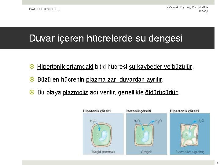 Prof. Dr. Bektaş TEPE (Kaynak: Biyoloji, Campbell & Reece) Duvar içeren hücrelerde su dengesi