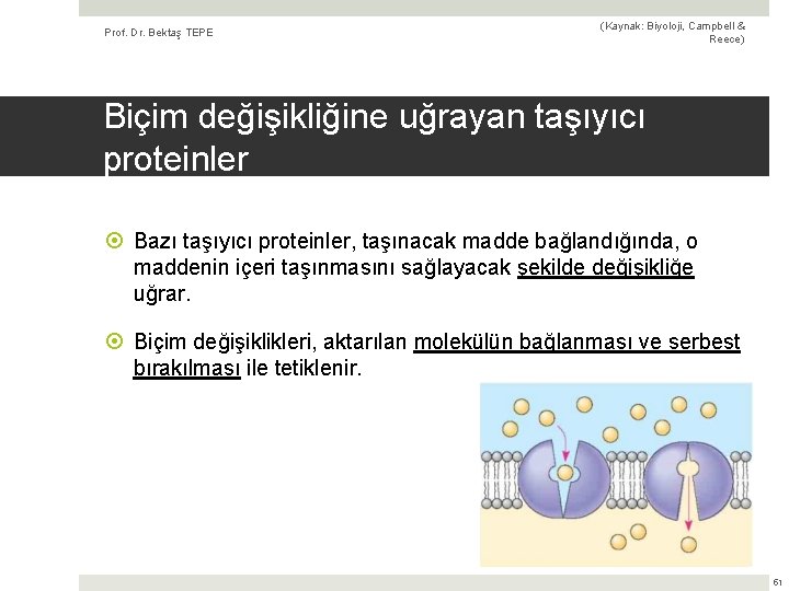 Prof. Dr. Bektaş TEPE (Kaynak: Biyoloji, Campbell & Reece) Biçim değişikliğine uğrayan taşıyıcı proteinler
