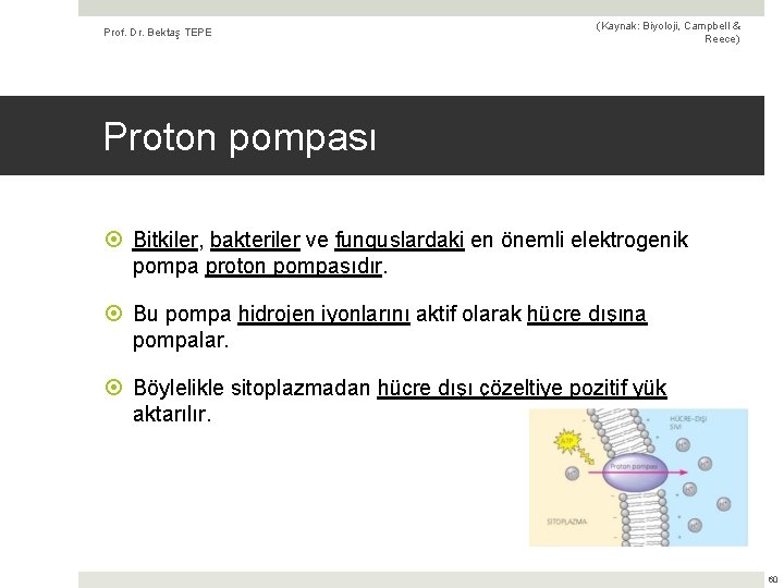 Prof. Dr. Bektaş TEPE (Kaynak: Biyoloji, Campbell & Reece) Proton pompası Bitkiler, bakteriler ve