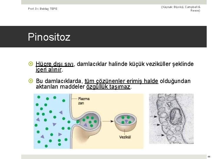Prof. Dr. Bektaş TEPE (Kaynak: Biyoloji, Campbell & Reece) Pinositoz Hücre dışı sıvı, damlacıklar