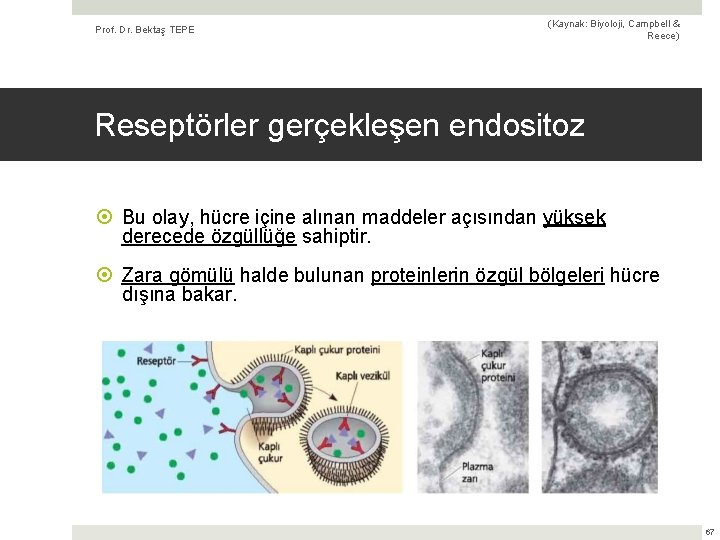 Prof. Dr. Bektaş TEPE (Kaynak: Biyoloji, Campbell & Reece) Reseptörler gerçekleşen endositoz Bu olay,