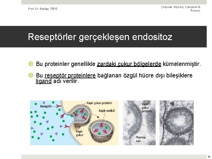 Prof. Dr. Bektaş TEPE (Kaynak: Biyoloji, Campbell & Reece) Reseptörler gerçekleşen endositoz Bu proteinler