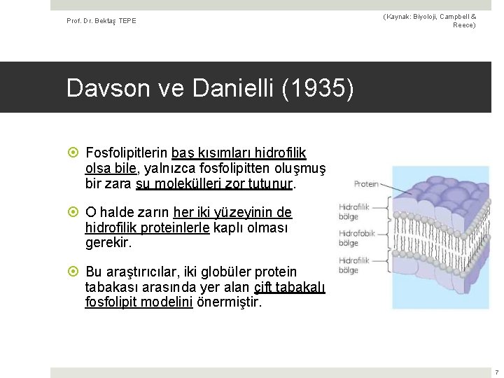 Prof. Dr. Bektaş TEPE (Kaynak: Biyoloji, Campbell & Reece) Davson ve Danielli (1935) Fosfolipitlerin