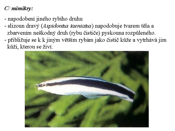 C/ mimikry: - napodobení jiného rybího druhu - slizoun dravý (Aspidontus taeniatus) napodobuje tvarem