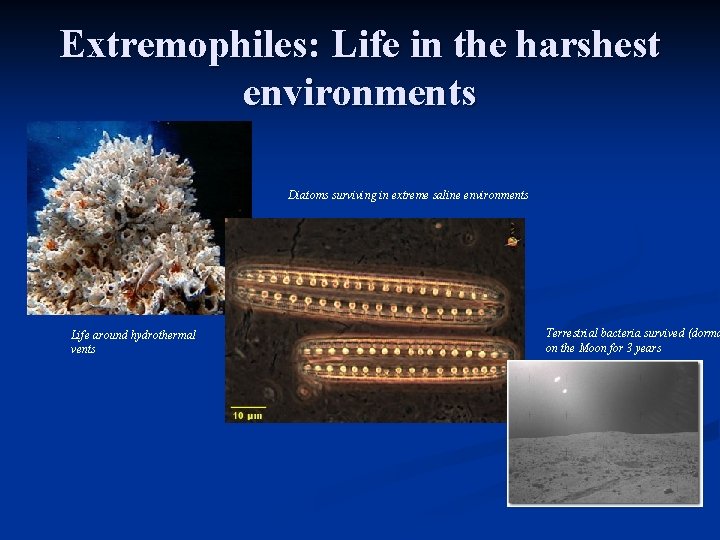 Extremophiles: Life in the harshest environments Diatoms surviving in extreme saline environments Life around