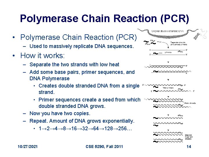 Polymerase Chain Reaction (PCR) • Polymerase Chain Reaction (PCR) – Used to massively replicate